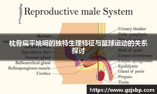 枕骨扁平姚明的独特生理特征与篮球运动的关系探讨